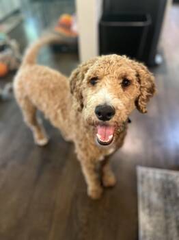 Goldendoodle Dogs Available for Adoption in Sandy Springs, Georgia - Kai | PetCurious