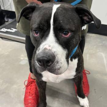 Terrier Dogs Available for Adoption - Nala | PetCurious