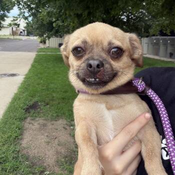 Loki -  Chihuahua Dog for Adoption in Pekin, Illinois - Loki | PetCurious