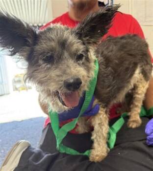 GLENDA -  Terrier and Mixed Breed Dog for Adoption in San Bernardino, California - GLENDA | PetCurious