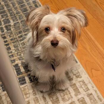 Chiva -  Mixed Breed Dog for Adoption in San Francisco, California - Chiva | PetCurious