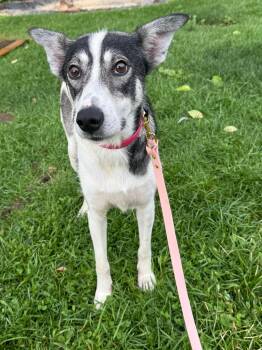 Eska -  Husky Dog for Adoption in Delson, Quebec - Eska | PetCurious