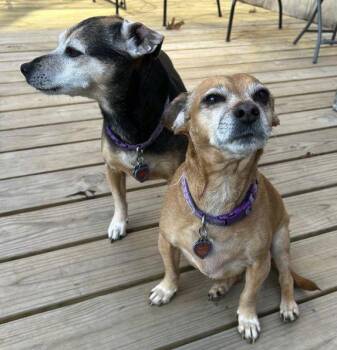 Chihuahua Dogs Available for Adoption in Boonton, New Jersey - Lucy Nason | PetCurious