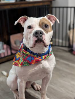 Rescue American Bulldog and Pit Bull Terrier Dogs for Adoption in Woodbridge, Connecticut - Chief | PetCurious