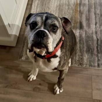 Rocky -  Boxer Dog for Adoption in Denver, Colorado - Rocky | PetCurious