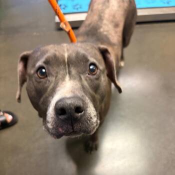 Dutchess -  Mixed Breed Dog for Adoption in Wilmington, Delaware - Dutchess | PetCurious