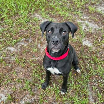 Fern -  Mixed Breed Dog for Adoption in Umatilla, Florida - Fern | PetCurious