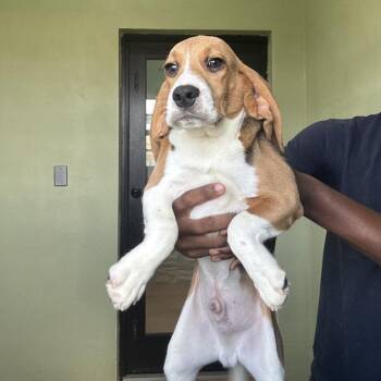 BUF6 2875 -  Beagle Dog for Adoption in Loxahatchee Groves, Florida - BUF6 2875 | PetCurious