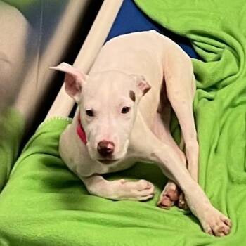 Jiffy -  Pit Bull Terrier Dog for Adoption in Baltimore, Maryland - Jiffy | PetCurious
