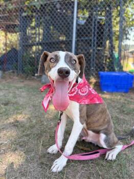 Chase -  Mixed Breed Dog for Adoption in Winnsboro, South Carolina - Chase | PetCurious