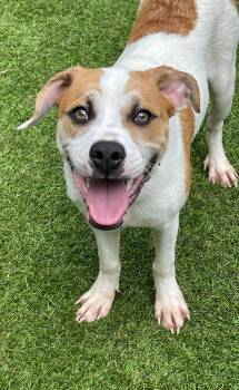 Rescue Mixed Breed Dogs for Adoption in Sandy Springs, Georgia - Monroe | PetCurious