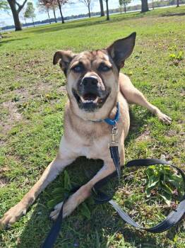Little Man -  Mixed Breed Dog for Adoption in Taycheedah, Wisconsin - Little Man | PetCurious