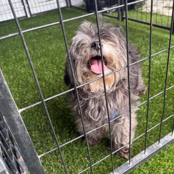 Pablo -  Shih Tzu Dog for Adoption in Tampa, Florida - Pablo | PetCurious