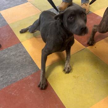 Mixed Breed Dogs Available for Adoption - Milly Noon | PetCurious