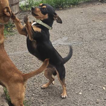 Luis -  Chihuahua and Dachshund Dog for Adoption in Ringwood, New Jersey - Luis | PetCurious