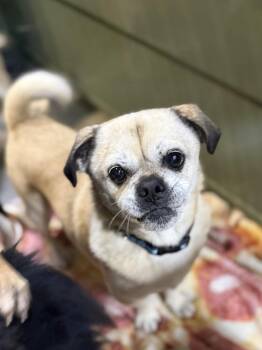 Pug and Beagle Dogs Available for Adoption - Jacob | PetCurious