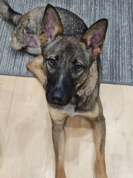 German Shepherd Dog and Dutch Shepherd Dogs Available for Adoption - Ellie The Shepherd Mix  | PetCurious