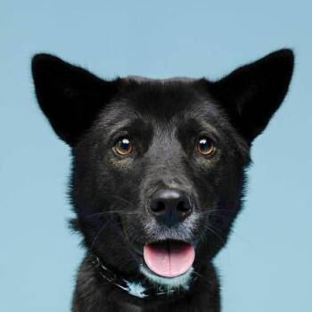 Sae-Sang (20240924-02) -  Jindo Dog for Adoption in Niagara Falls, Ontario - Sae-Sang (20240924-02) | PetCurious