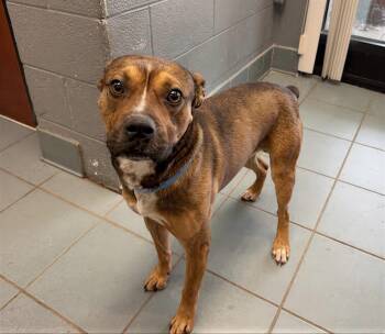 Mixed Breed Dogs Available for Adoption - Adobe | PetCurious