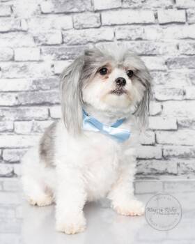 Shih Tzu Dogs Available for Adoption - Bobo | PetCurious