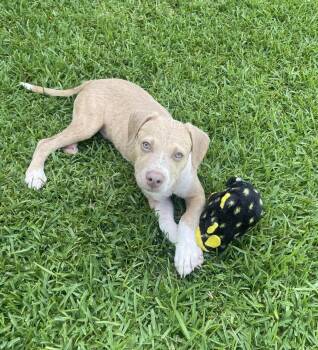 Apache -  American Staffordshire Terrier Dog for Adoption in Houston, Texas - Apache | PetCurious