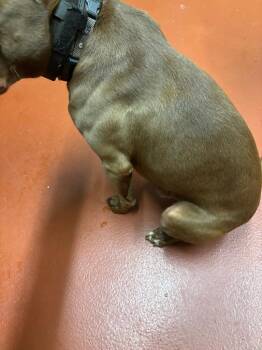 Pit Bull Terrier Dogs Available for Adoption in Douglasville, Georgia - Koda Porter | PetCurious