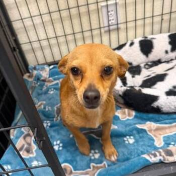 Chihuahua Dogs Available for Adoption in Bastrop, Texas - Remy 26-05-159 | PetCurious
