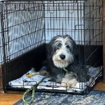 Sheepadoodle Dogs Available for Adoption in Monticello, New York - Ellie Mae | PetCurious