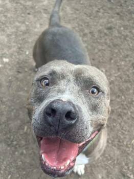 American Staffordshire Terrier Dogs Available for Adoption - Gotti | PetCurious