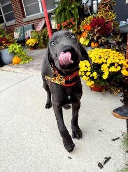 Hickory -  Labrador Retriever Dog for Adoption in Effingham, Illinois - Hickory | PetCurious
