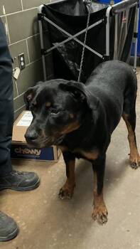 HONEY -  Mixed Breed Dog for Adoption in Dallas, Texas - HONEY | PetCurious