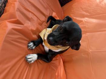 Gabriella -  Chihuahua Dog for Adoption in Louise, Texas - Gabriella | PetCurious
