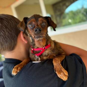 Dudley -  Miniature Pinscher and Chihuahua Dog for Adoption in Ramona, California - Dudley | PetCurious