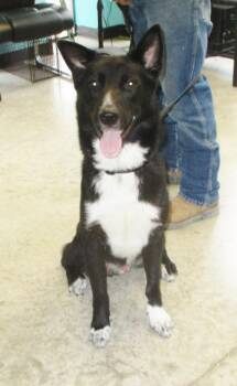 Lobo -  Shepherd Dog for Adoption in Lockhart, Texas - Lobo | PetCurious