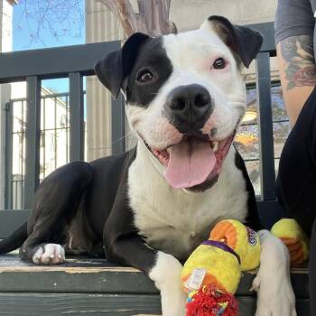 Pit Bull Terrier Dogs Available for Adoption - Bettie | PetCurious