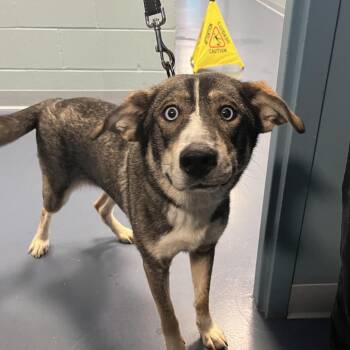 Francesca -  Husky Dog for Adoption in Greensboro, North Carolina - Francesca | PetCurious