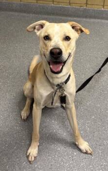 Camper -  Labrador Retriever and Mixed Breed Dog for Adoption in Greenfield, Indiana - Camper | PetCurious