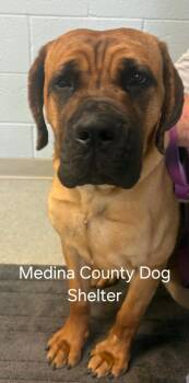 Mastiff Dogs Available for Adoption - Bonnie | PetCurious