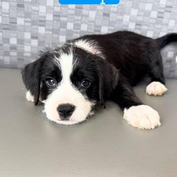 Snap -  Mixed Breed Dog for Adoption in Las Vegas, Nevada - Snap | PetCurious