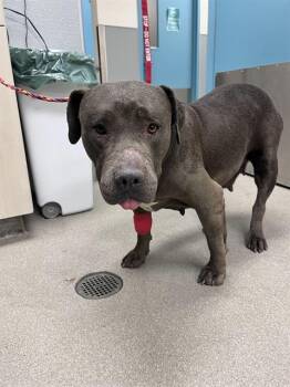 Rescue Pit Bull Terrier Dogs for Adoption in Las Vegas, Nevada - BELLE | PetCurious