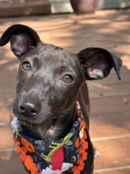 CRICKET-tiny dancer -  Chihuahua and Chiweenie Dog for Adoption - CRICKET-tiny Dancer | PetCurious