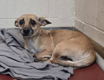 Chihuahua and Dachshund Dogs Available for Adoption - DAPHNE BLAKE | PetCurious