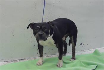 KINGSLY -  Staffordshire Bull Terrier and Mixed Breed Dog for Adoption in Houston, Texas - KINGSLY | PetCurious