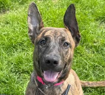 Pit Bull Terrier Dogs Available for Adoption in Euclid, Ohio - Luna | PetCurious