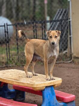 Carolina Dog and Labrador Retriever Dogs Available for Adoption in Winter, Wisconsin - Zara | PetCurious