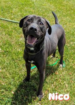 Nico -  Labrador Retriever Dog for Adoption in Valparaiso, Indiana - Nico | PetCurious