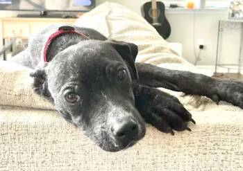 Rescue Pit Bull Terrier Dogs for Adoption in Ladson, South Carolina - Oliver | PetCurious