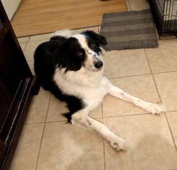 Poppy -  Border Collie Dog for Adoption in Malvern, Pennsylvania - Poppy | PetCurious