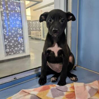 Shereese -  Terrier and Labrador Retriever Dog for Adoption in South Elgin, Illinois - Shereese | PetCurious