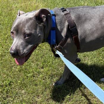 Arya -  Mixed Breed Dog for Adoption in Dover, New Hampshire - Arya | PetCurious